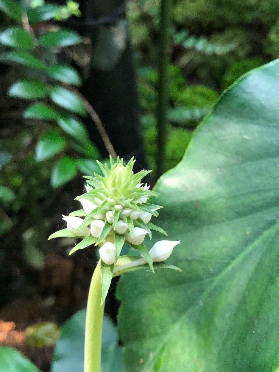 Calanthe 4