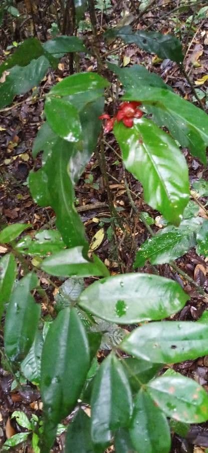 Heisteria parvifolia 6