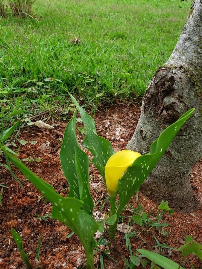 Calla di Elliott 7