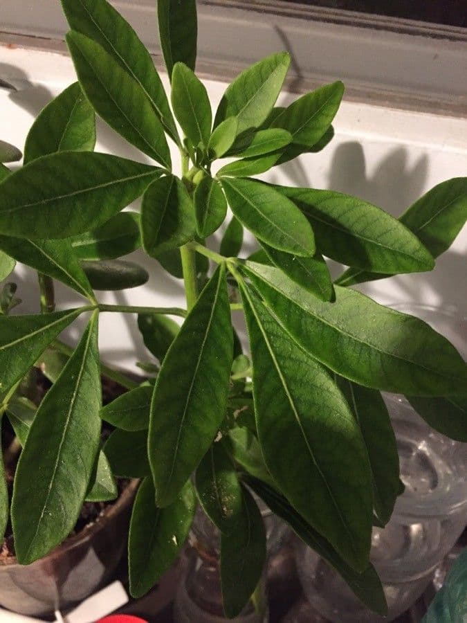 Choisya ternata 18