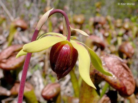 Darlingtonia californica 9