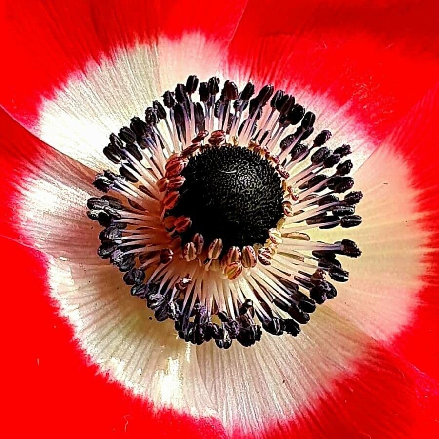 Kronen-Anemone 29