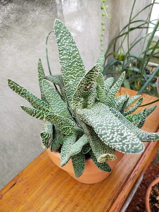 Gasteria 7