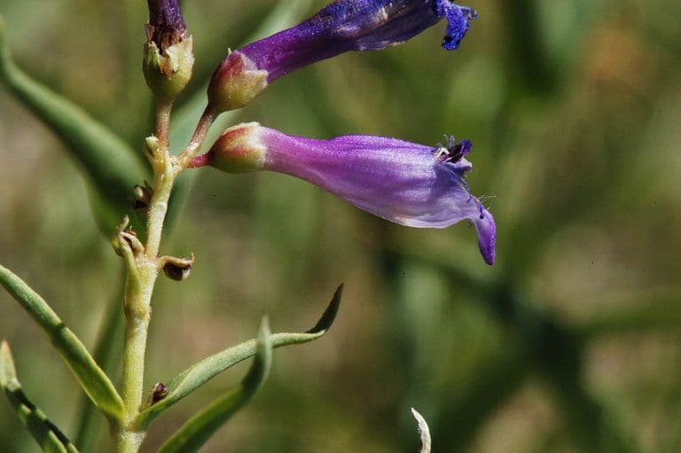 Penstemon di Watson 2