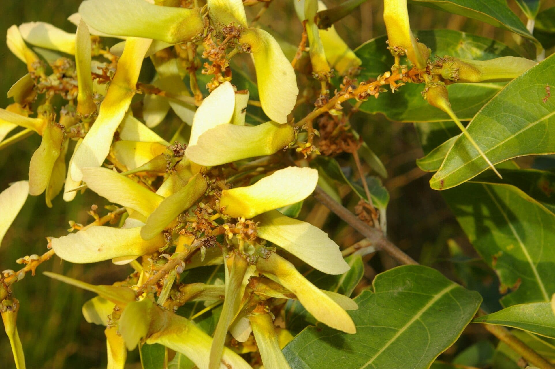 Heteropterys