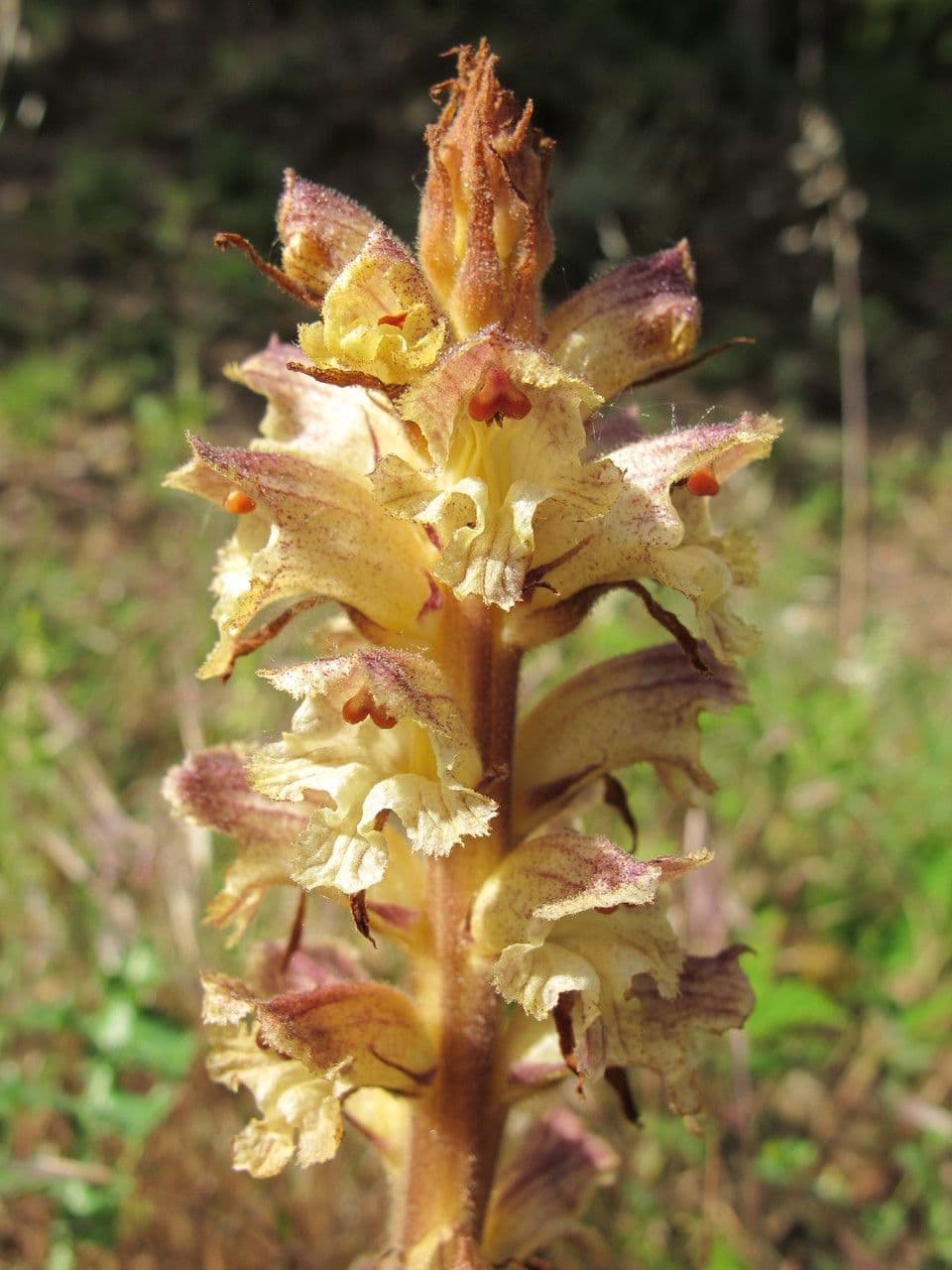 Orobanche 7