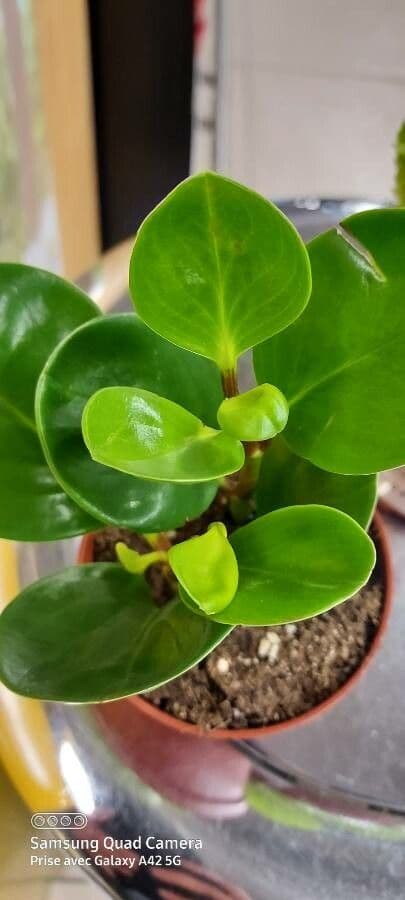 Peperomia 12