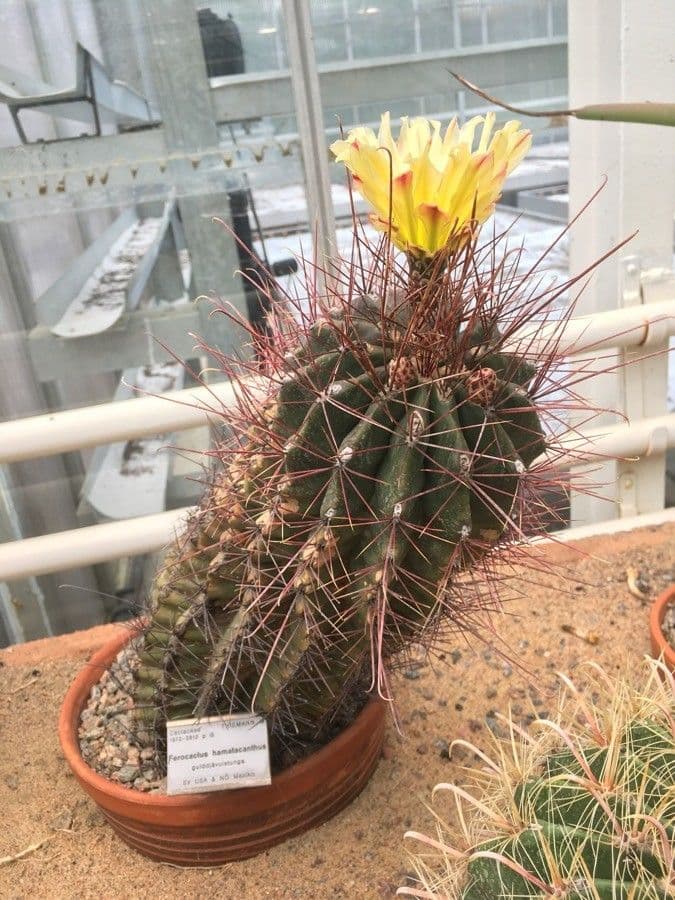 Cactus barile uncinato 8