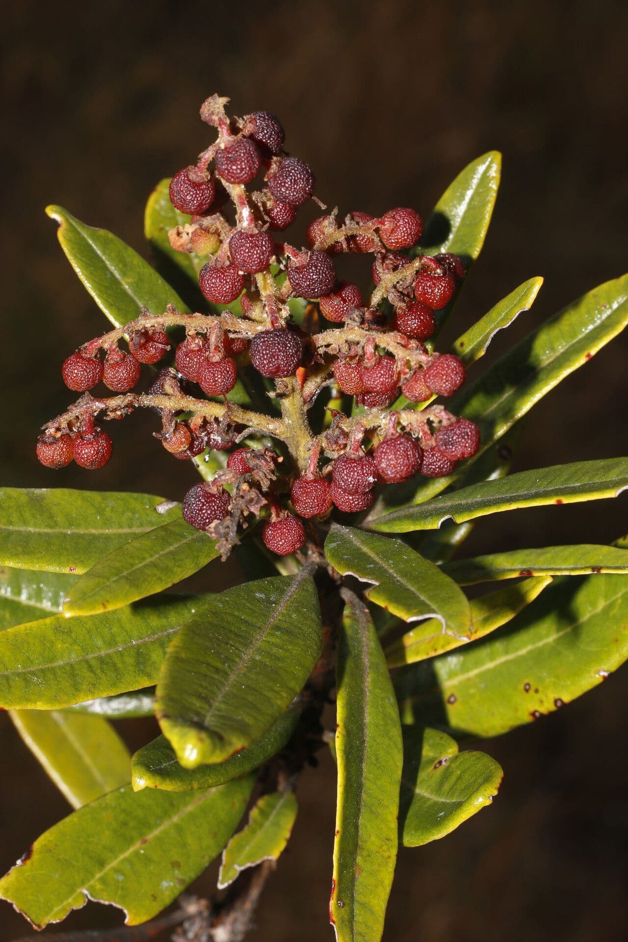 Manzanita 5