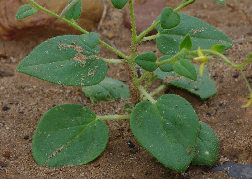 Cleome 9