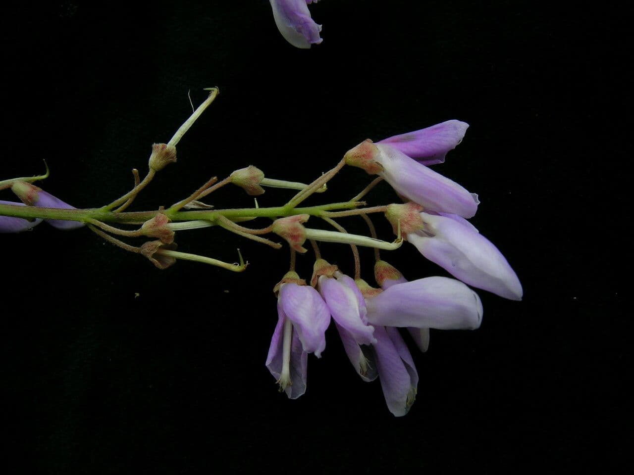 Phyllodium 3