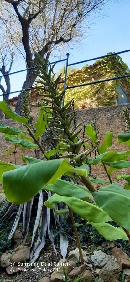 Zázvorník gardnerov