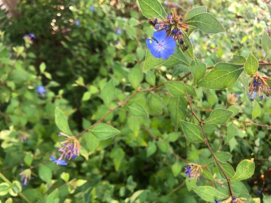 Ceratostigma 16