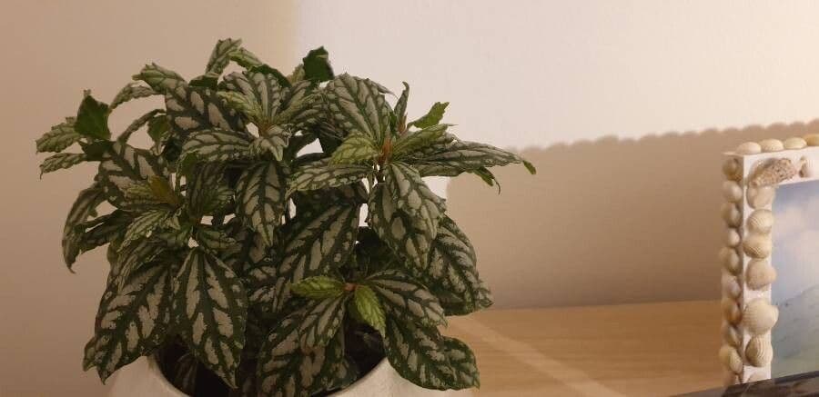 Pilea 9