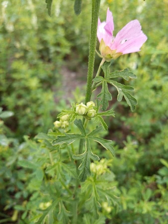 Spitzblättrige Malve 30