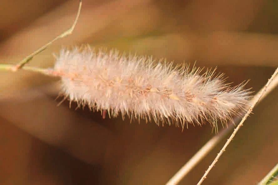 Cenchrus violaceo