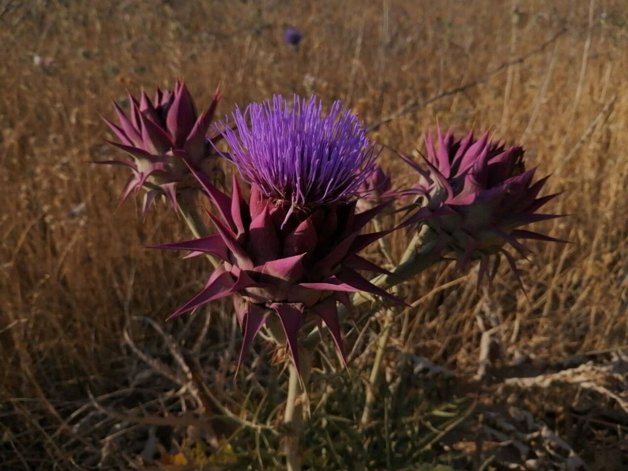 Carciofo siriano 3