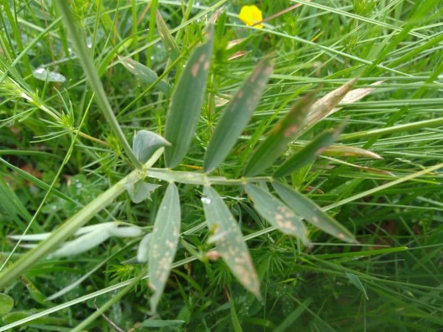 Lathyrus 15