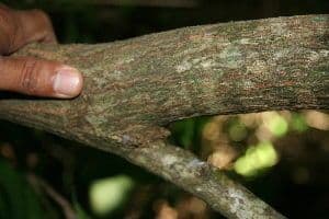 Madera de plomo 9