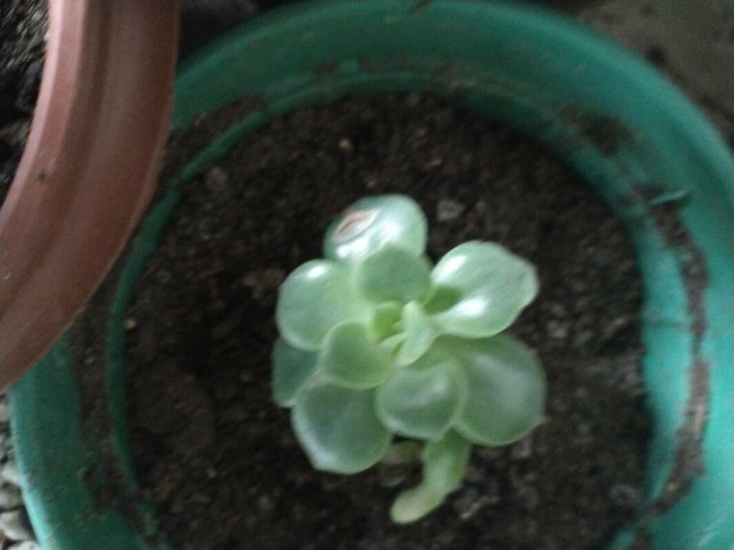 Echeveria