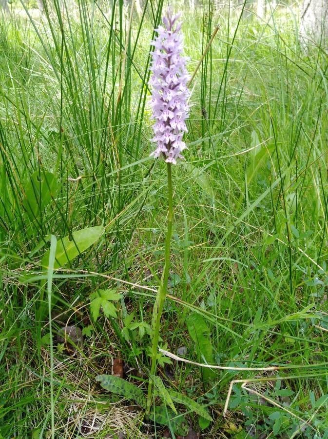 Orchidea di Fuchs 28