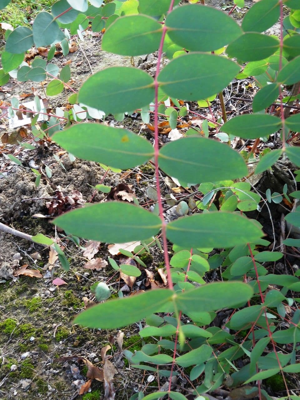Kandelrinden-Eukalyptus 6