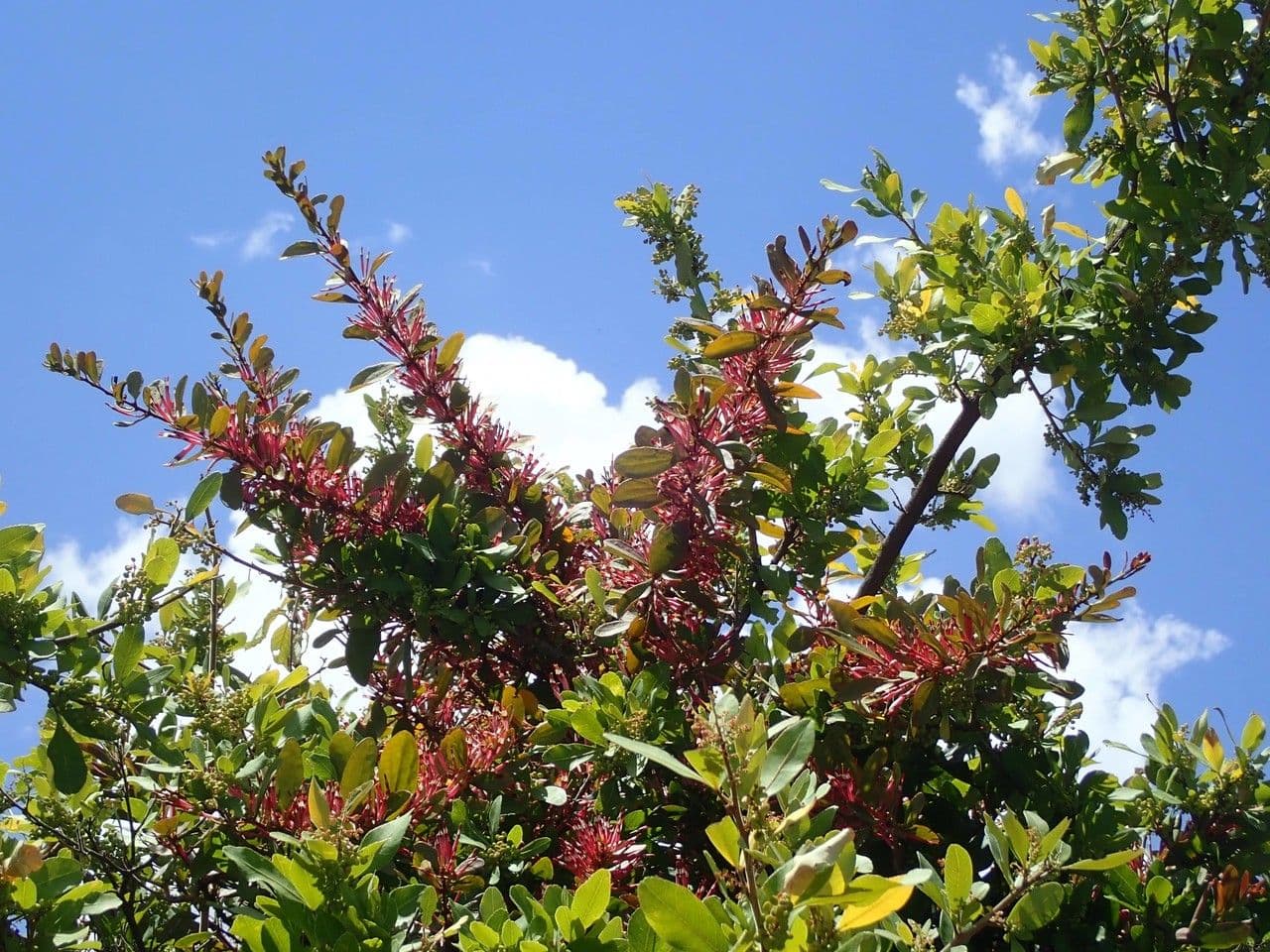 Agelanthus 6