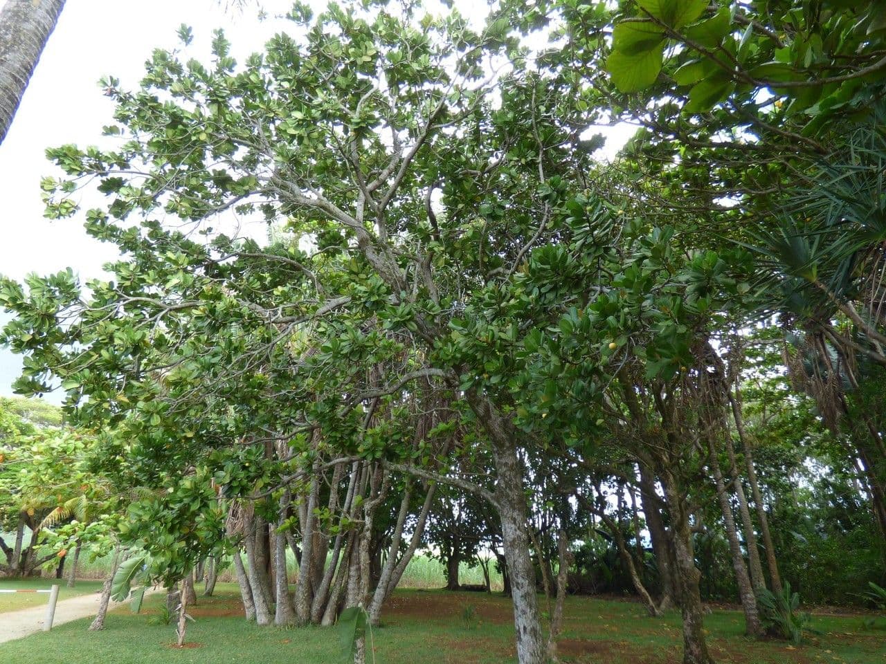 Madagaskar-Olive 12
