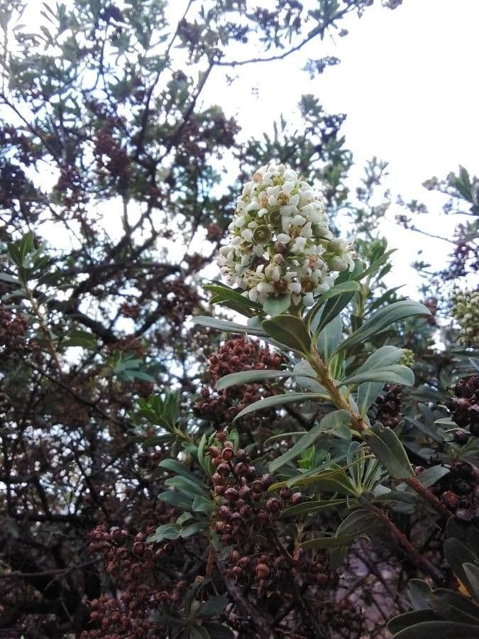 Escallonia resinosa 2