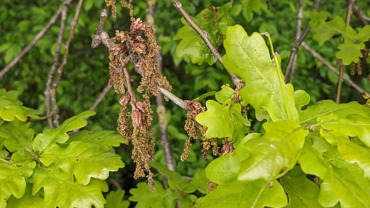 Quercia comune 10