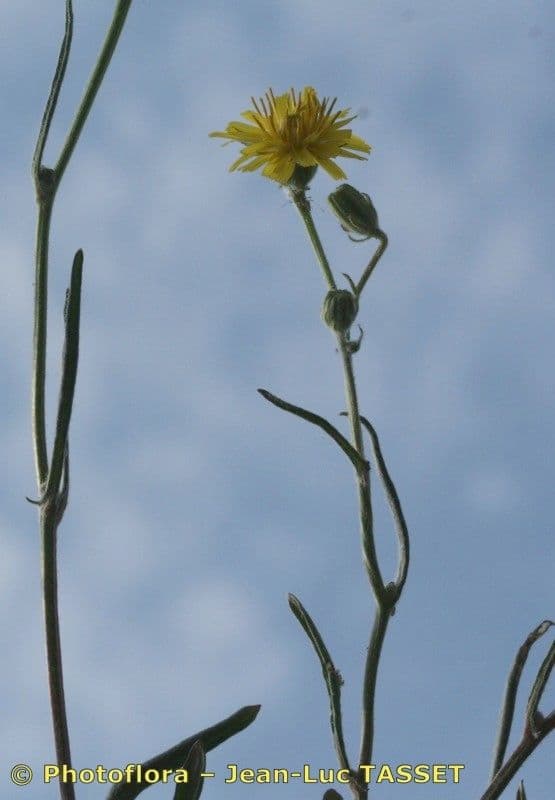 Dach-Pippau 20