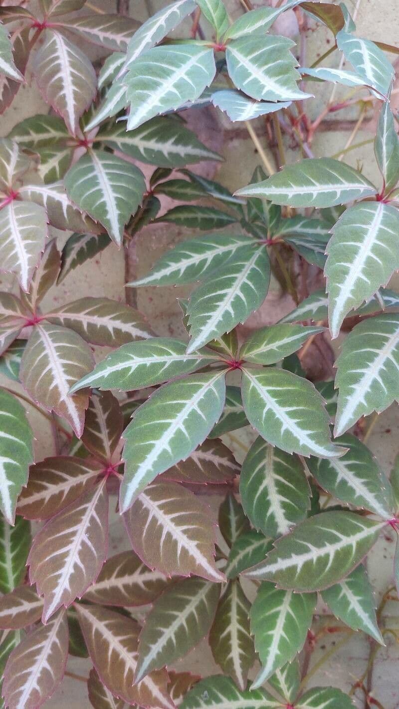 Chinesischer Jungfernwein 3