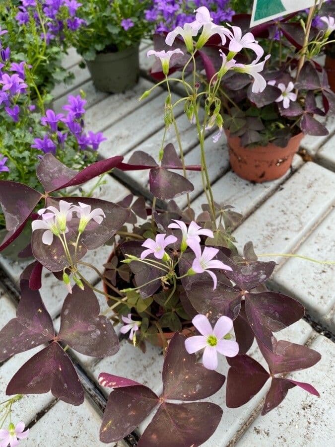 Acetosa viola 10