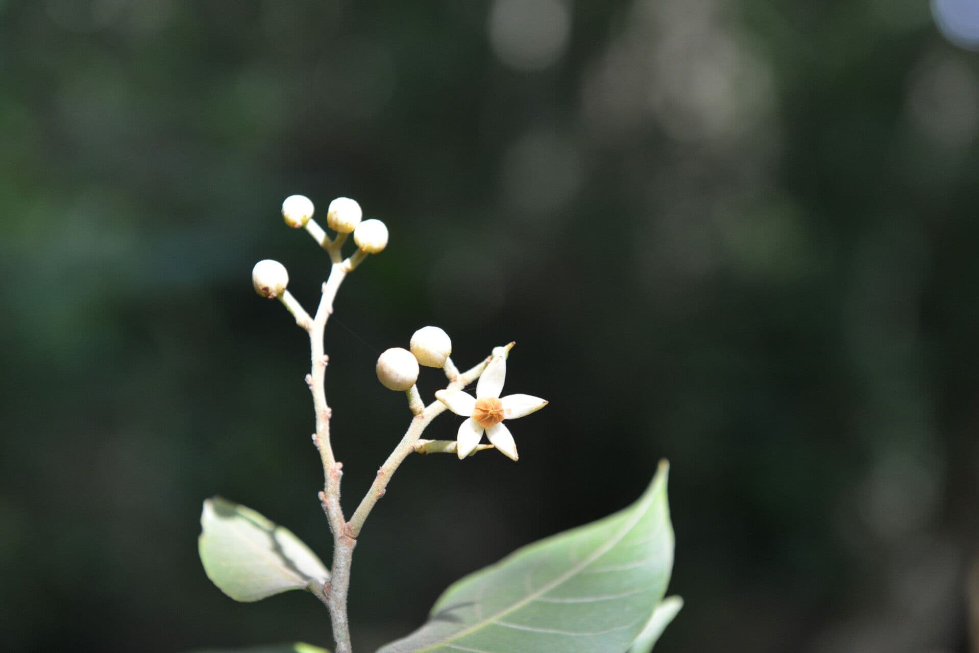 Mortoniodendron 10