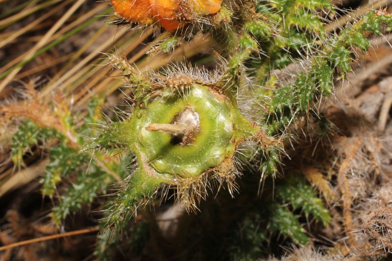 Caiophora 2
