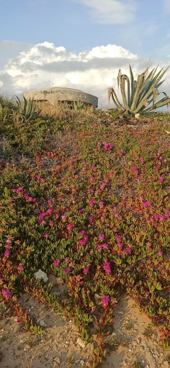 Fico degli Ottentotti 27