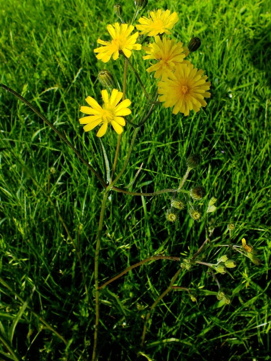 Pilosella caespitosa 11