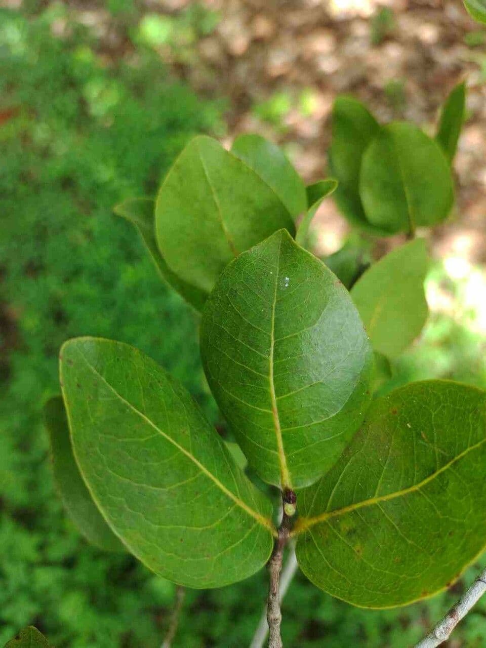 Eugenia 9