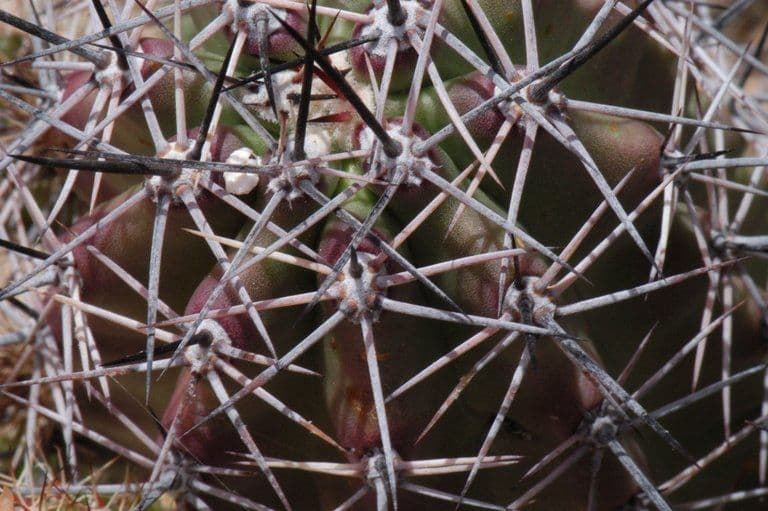 Cactus calice di rosa 22