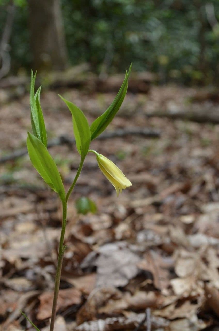 Uvularia puberula 4