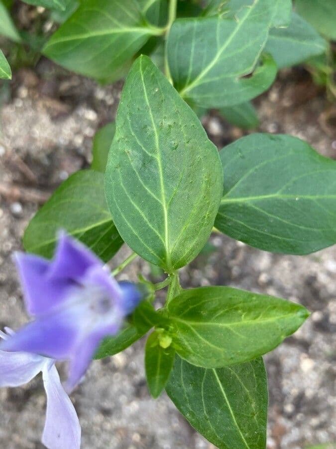 Pervinca maggiore 17