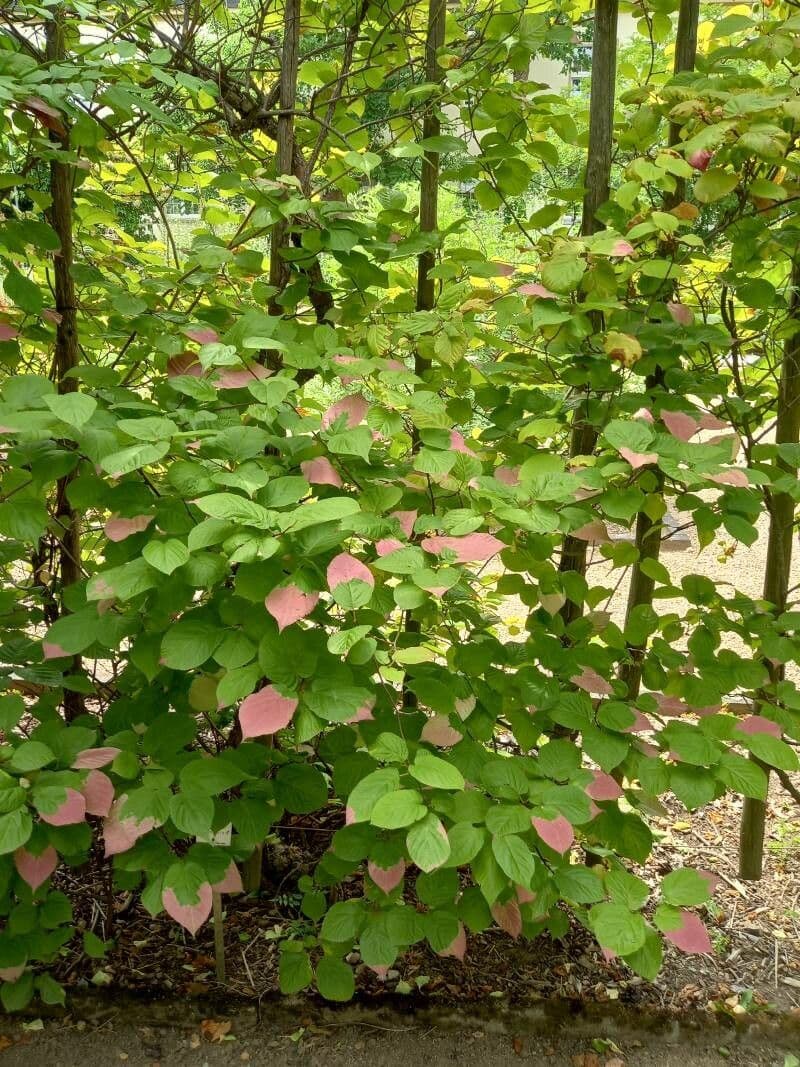 Actinidia kolomikta 9