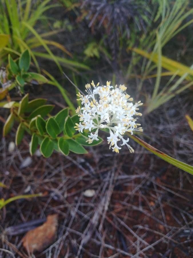 Normandia neocaledonica 5
