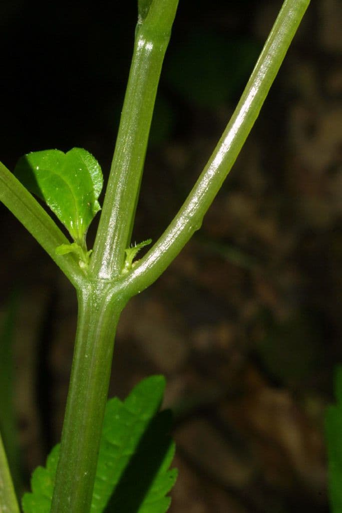 Pilea 20