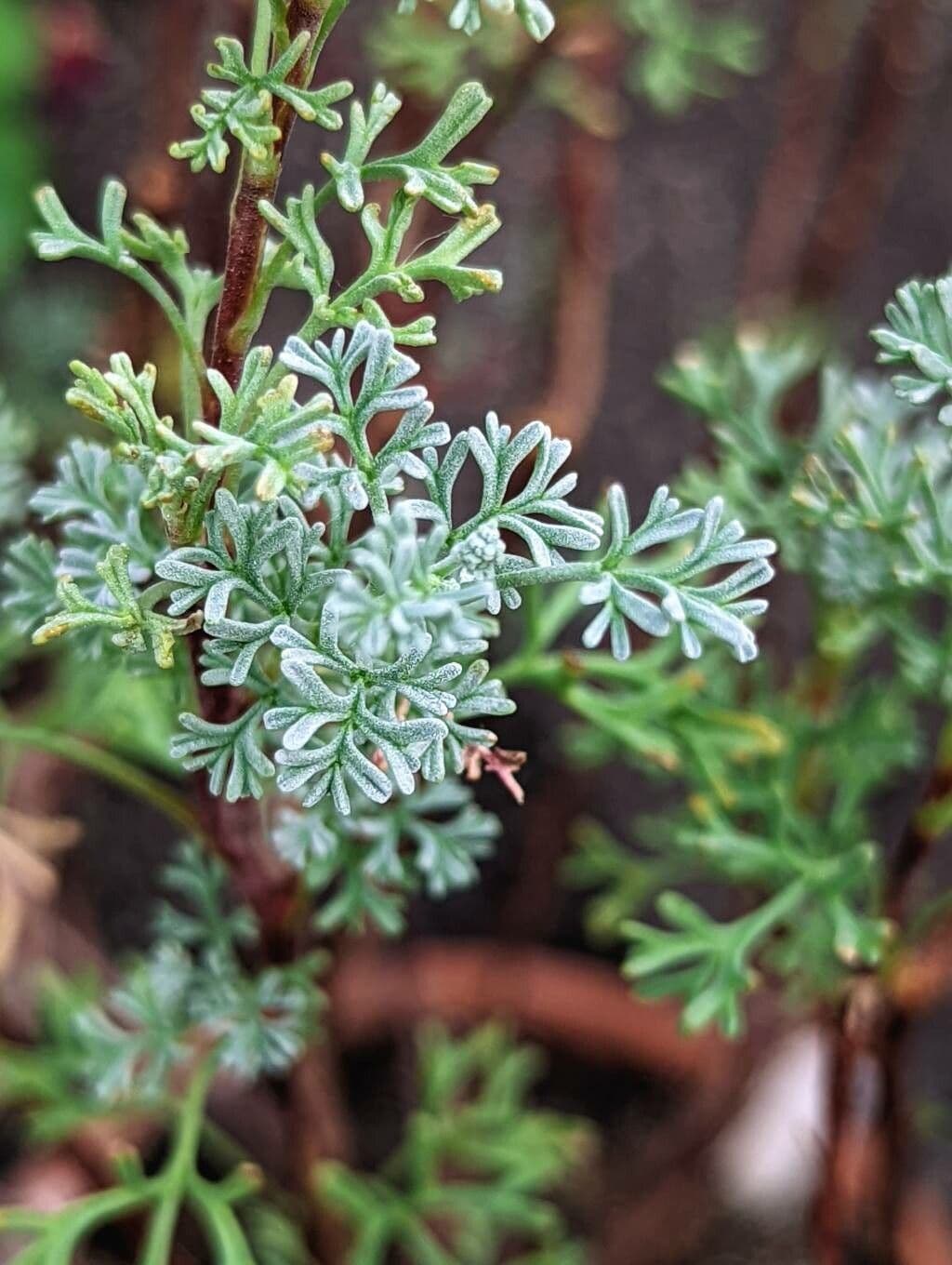 Geranium 11