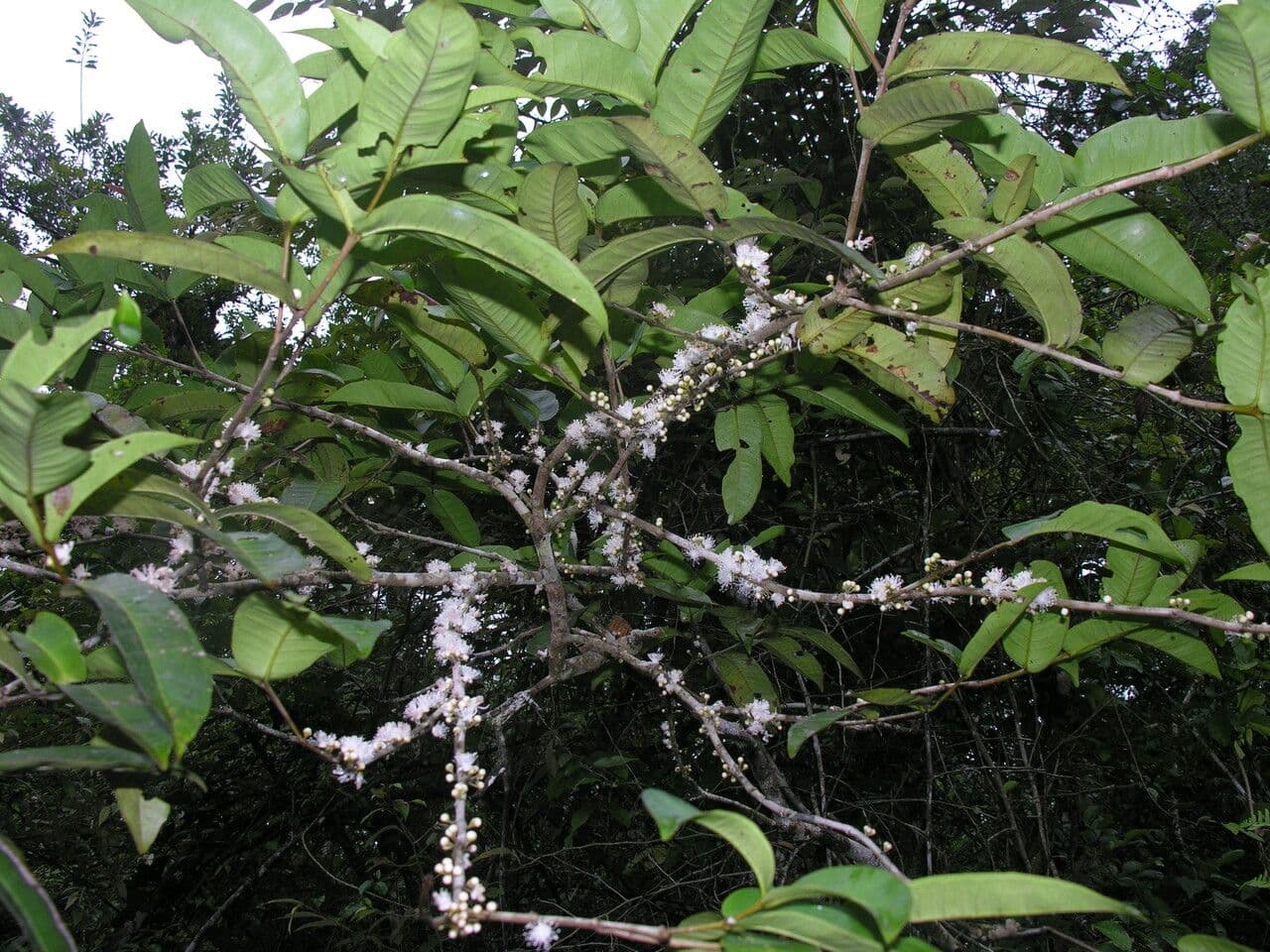 Eugenia