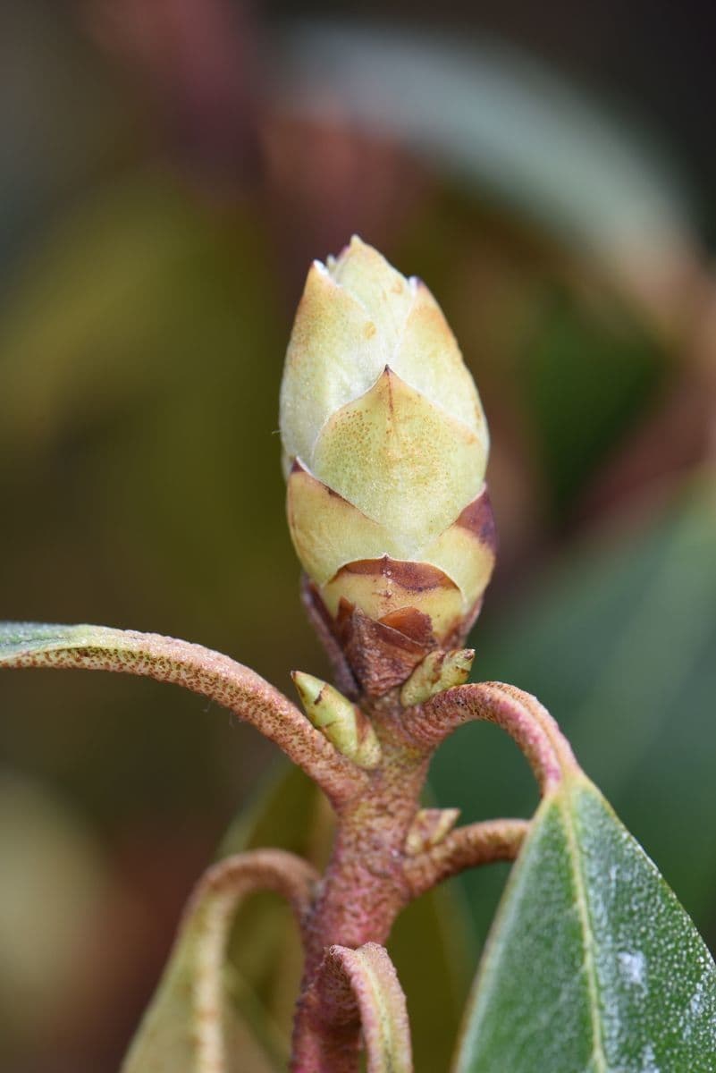 Rododendron rezavý 18