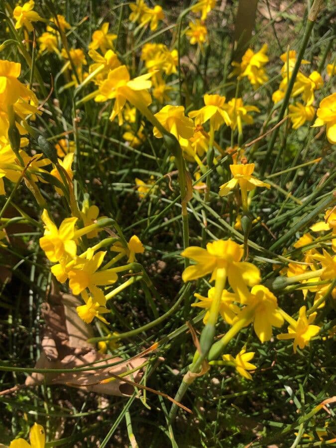 Yellow Daffodil 3