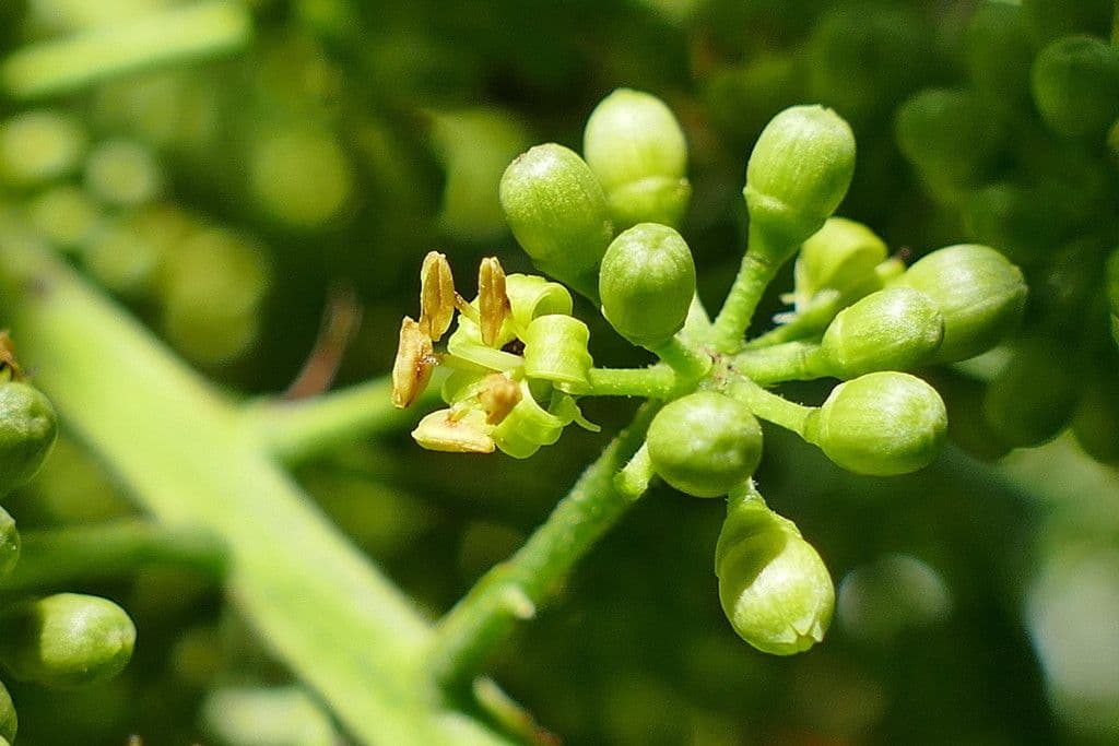 Polyscias 2