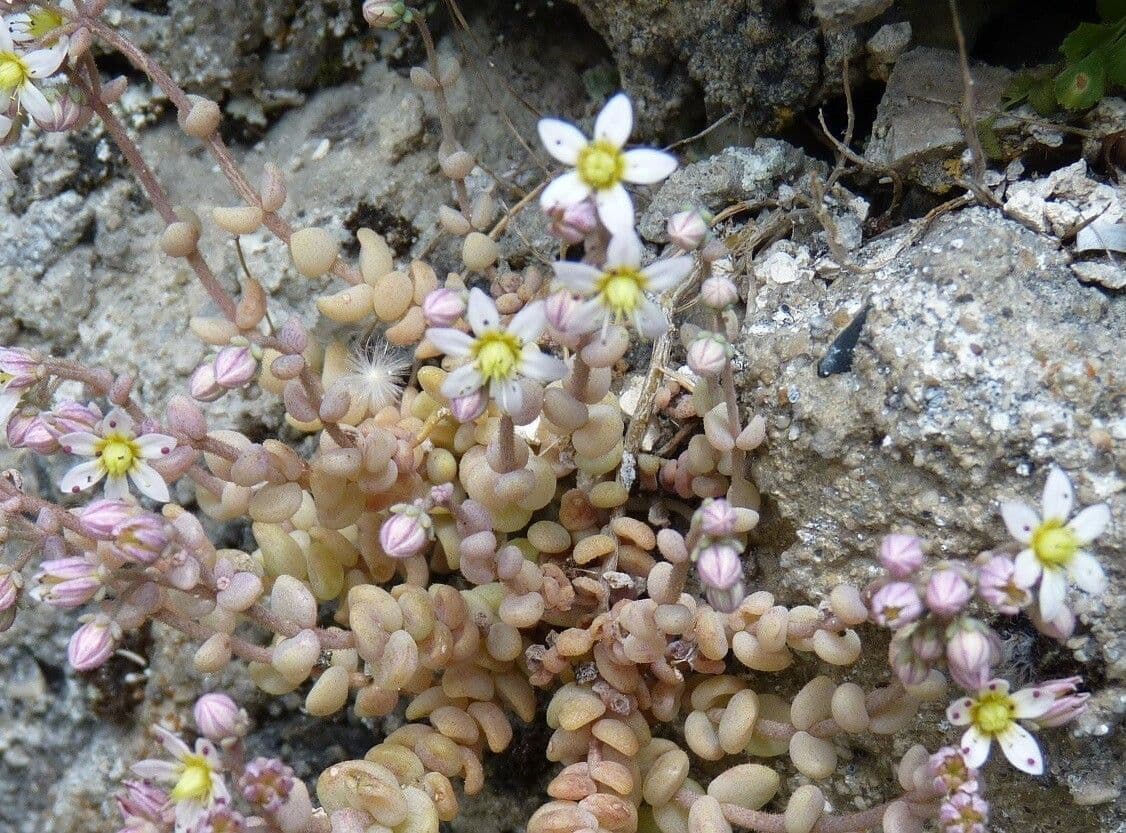 Borracina cinerea 9